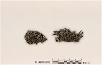 藏品(雪花衣屬)的圖片